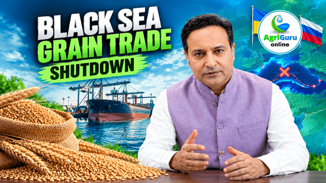 Black Sea Grain Trade Crisis 2026: Wheat Supply Shock & Global Market Impact | AgriGuru Online