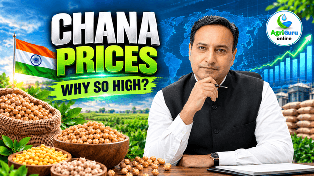 Why Chana Prices Keep Climbing & How Zero Import Duty Can Tame the Market | AgriGuru Online