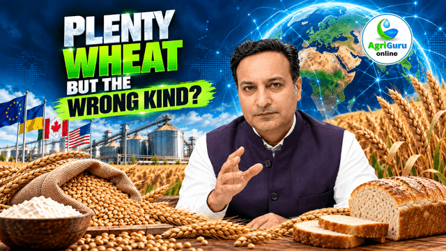 Plenty of Wheat, Wrong Kind? Milling Quality Squeeze | AgriGuru Online