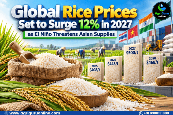 Global Rice Prices Set to Surge 12% in 2027 as El Niño Threatens Asian Supplies