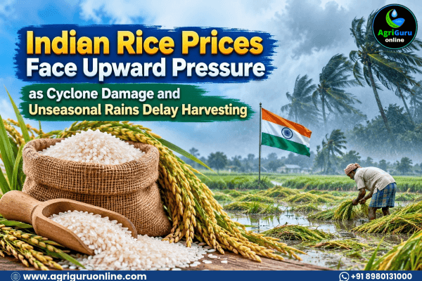 Indian Rice Prices Face Upward Pressure as Cyclone Damage and Unseasonal Rains Delay Harvesting
