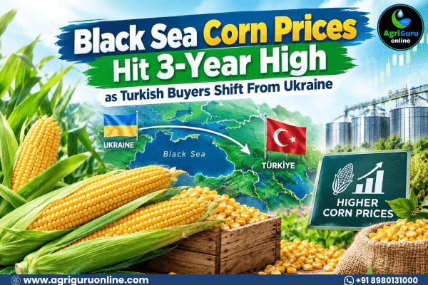 Black Sea Corn Prices Hit 3-Year High as Turkish Buyers Shift From Ukraine