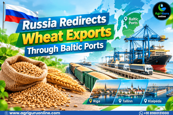 Russia Redirects Wheat Exports Through Baltic Ports