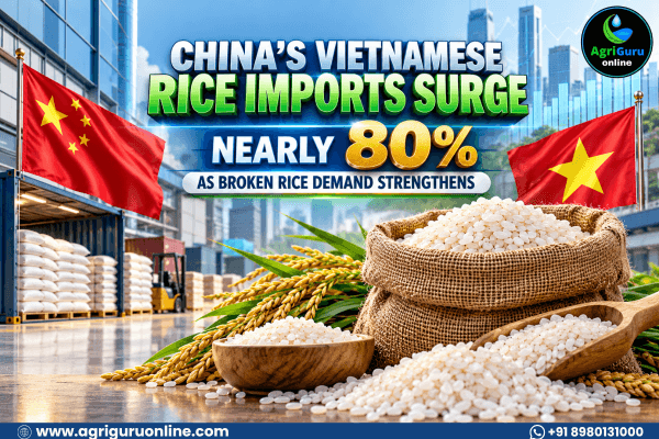 China’s Vietnamese Rice Imports Surge Nearly 80% as Broken Rice Demand Strengthens