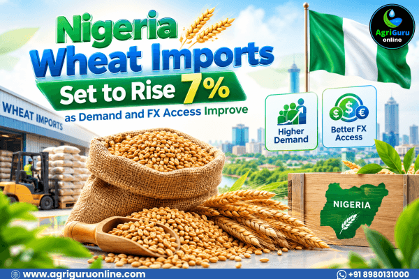 Nigeria Wheat Imports Set to Rise 7% as Demand and FX Access Improve
