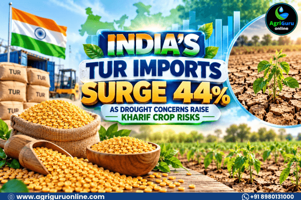 India’s Tur Imports Surge 44% as Drought Concerns Raise Kharif Crop Risks