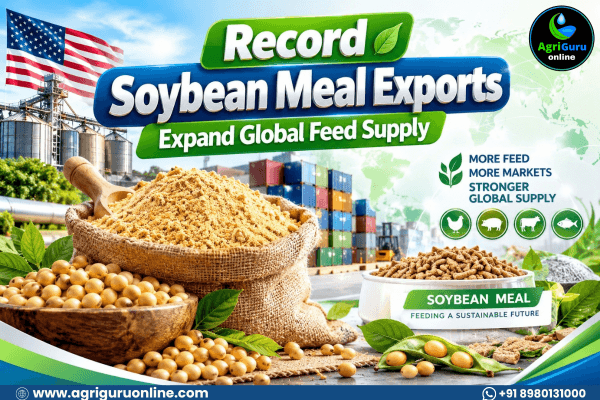 Record Soybean Meal Exports Expand Global Feed Supply