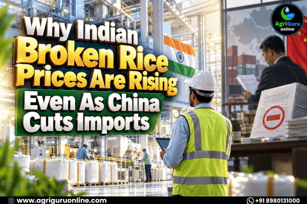 Why Indian Broken Rice Prices Are Rising Even As China Cuts Imports