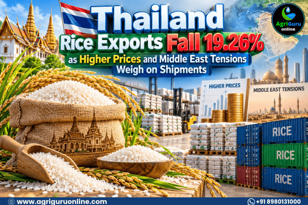 Thailand Rice Exports Fall 19.26% as Higher Prices and Middle East Tensions Weigh on Shipments