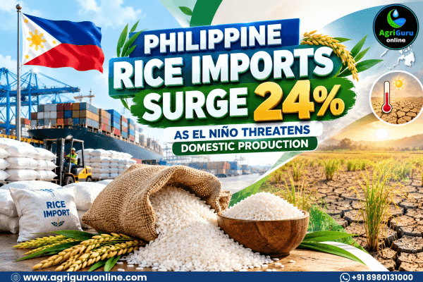 Philippine Rice Imports Surge 24% as El Niño Threatens Domestic Production