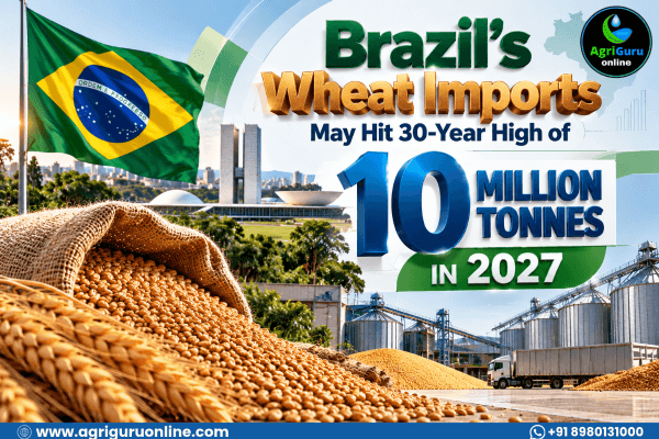 Brazil’s Wheat Imports May Hit 30-Year High of 10 Million Tonnes in 2027