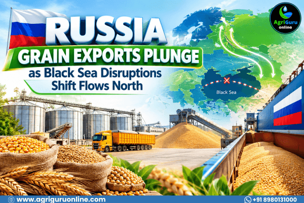 Russia Grain Exports Plunge as Black Sea Disruptions Shift Flows North