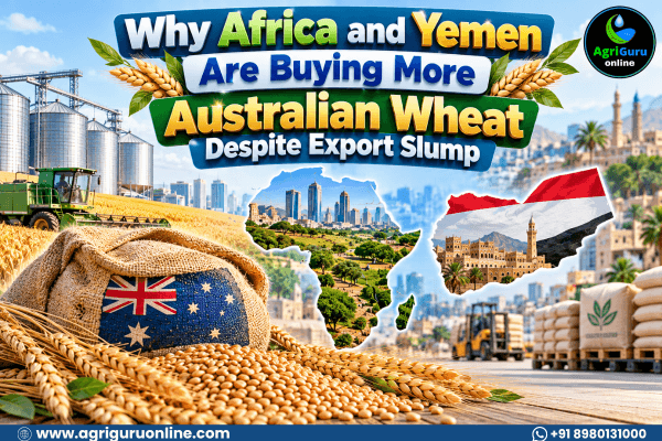 Why Africa and Yemen Are Buying More Australian Wheat Despite Export Slump