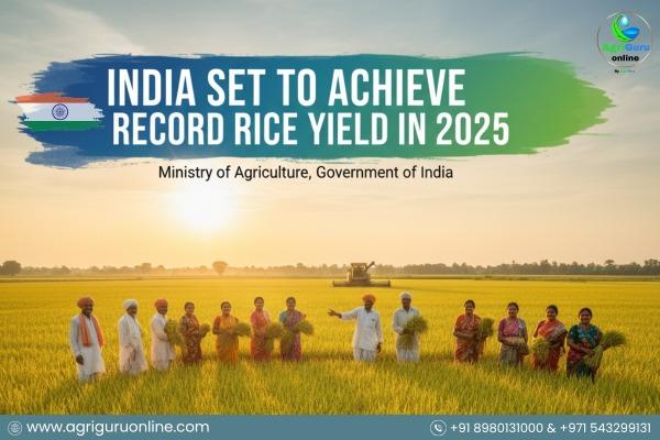 India Set to Achieve Record Rice Yield in 2025