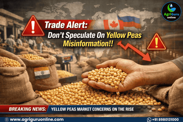 Trade Alert: Don't Speculate On Yellow Peas Misinformation!!