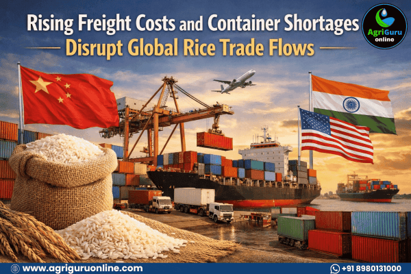 Rising Freight Costs and Container Shortages Disrupt Global Rice Trade Flows