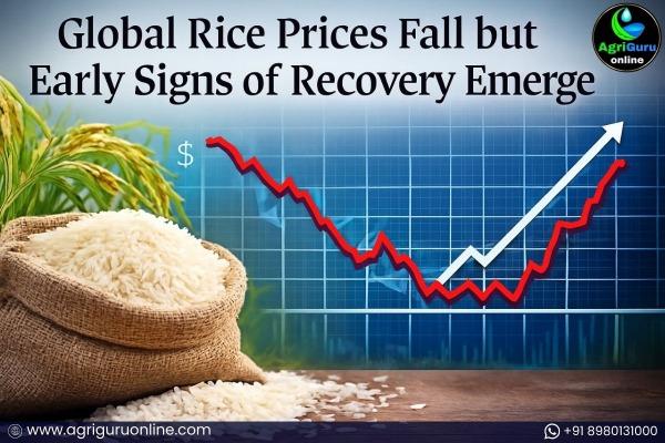 Global Rice Prices Fall but Early Signs of Recovery Emerge