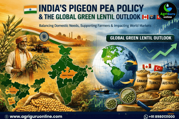 India’s Pigeon Pea Policy and the Global Green Lentil Outlook