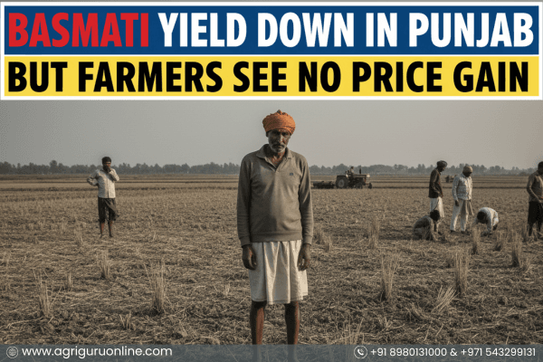 Basmati Yield Down In Punjab, But Farmers See No Price Gain