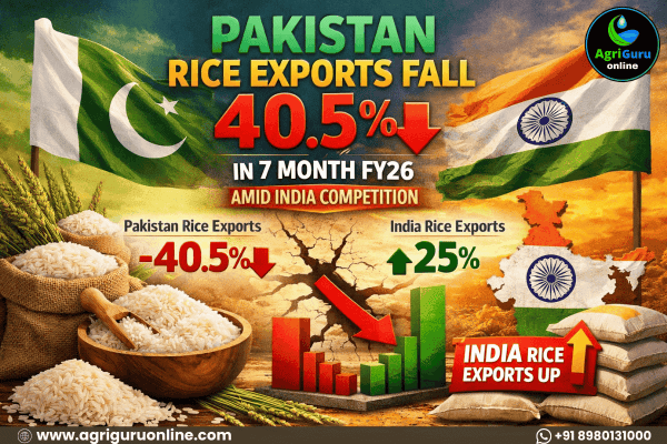 Pakistan Rice Exports Plunge 40.5% in 7 Month FY26 Amid India Competition