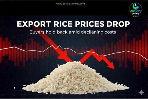 Export Rice Prices Drop, While Buyers Hold Back