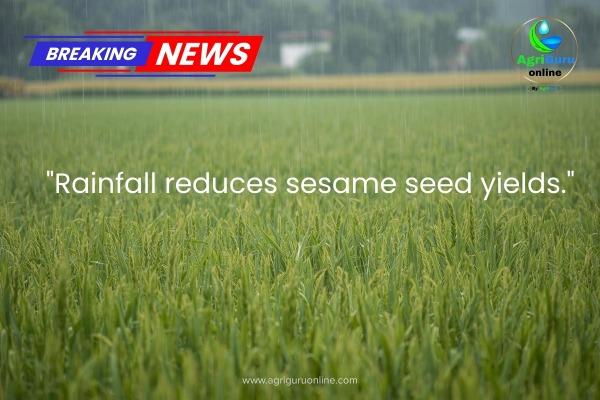 Rainfall Reduces Sesame Seed Yields