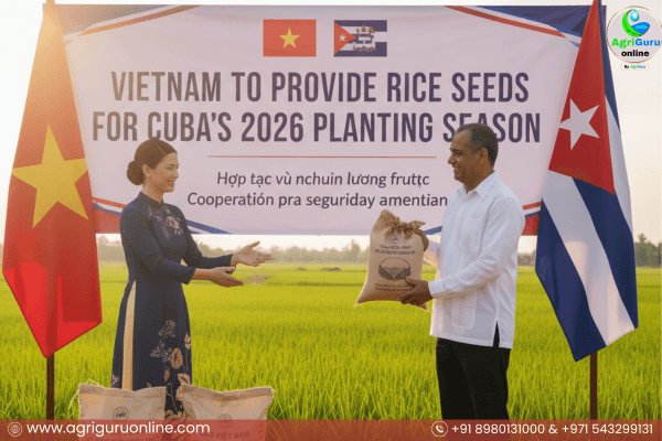 Vietnam to Provide Rice Seeds for Cuba’s 2026 Planting Season