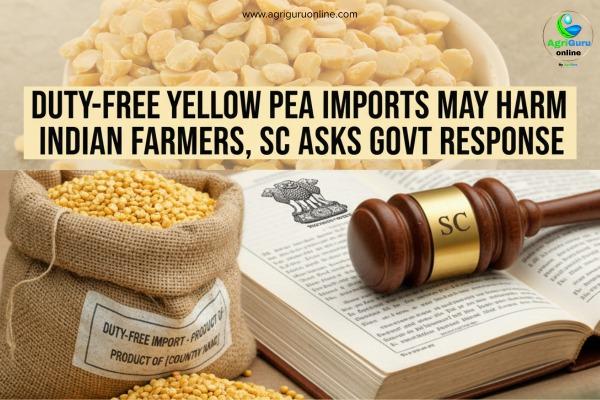 Duty-Free Yellow Pea Imports May Harm Indian Farmers, SC Asks Govt Response