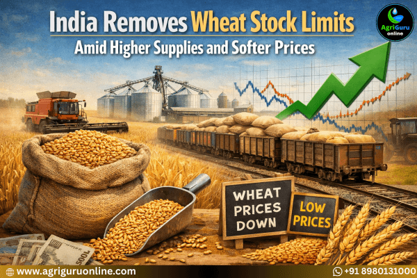 India Removes Wheat Stock Limits Amid Higher Supplies and Softer Prices
