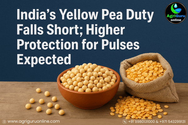 India’s Yellow Pea Duty Falls Short; Higher Protection for Pulses Expected