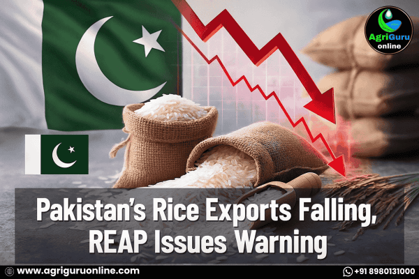 Pakistan’s Rice Exports Falling, REAP Issues Warning
