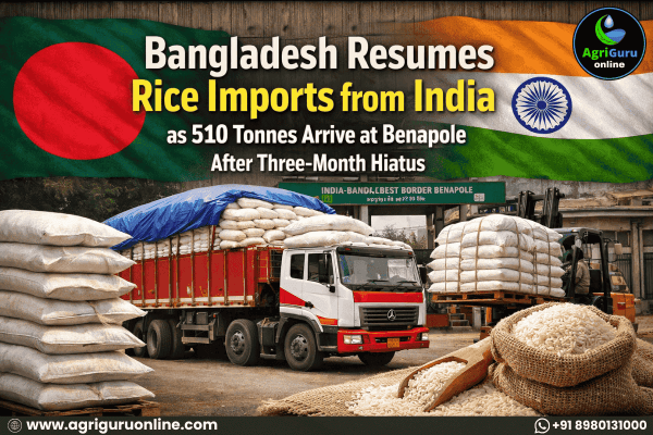 Bangladesh Resumes Rice Imports from India as 510 Tonnes Arrive at Benapole After Three Month Hiatus