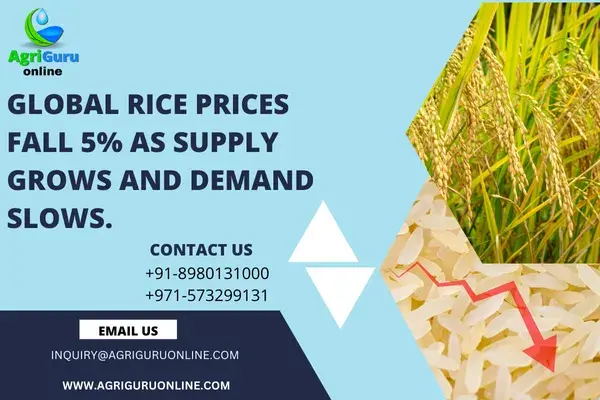 Agriguru News:- Global Rice Prices Fall 5% As Supply Grows and Demand Slows