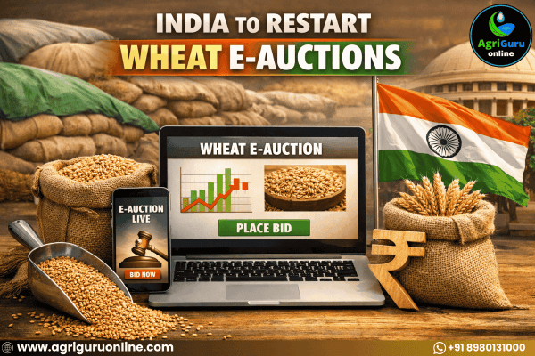 India to Restart Wheat E-Auctions