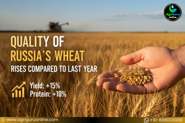 Quality of Russia’s Wheat Rises Compared to Last Year