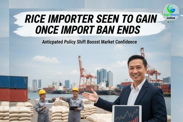 Rice Importers Seen to Gain Edge Once Import Ban Ends