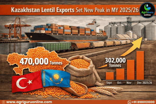Kazakhstan Lentil Exports Set New Peak in MY 2025/26