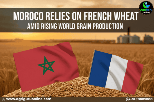 Morocco relies on French wheat amid rising world grain production