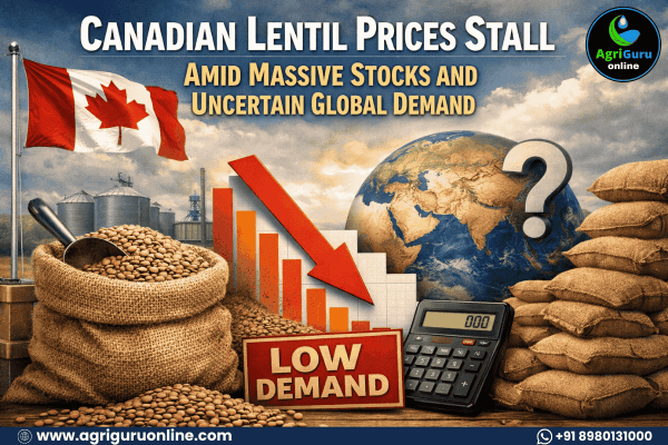 Canadian Lentil Prices Stall Amid Massive Stocks and Uncertain Global Demand
