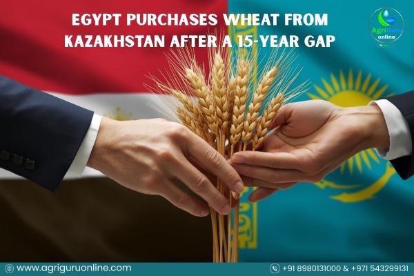 Egypt purchases wheat from Kazakhstan after a 15-year gap