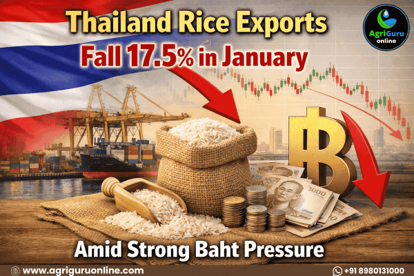 Thailand Rice Exports Fall 17.5% in January Amid Strong Baht Pressure