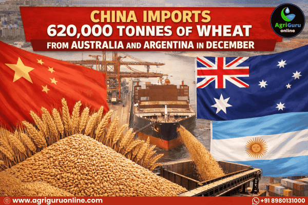 China Imports 620,000 Tonnes of Wheat from Australia and Argentina in December 2025