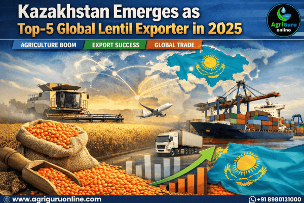 Kazakhstan Emerges as Top-5 Global Lentil Exporter in 2025