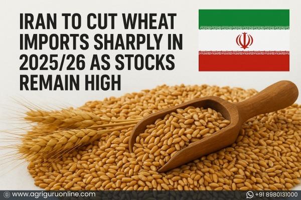 Iran to Cut Wheat Imports Sharply in 2025/26 as Stocks Remain High