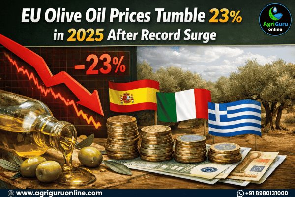 EU Olive Oil Prices Tumble 23% in 2025 After Record Surge