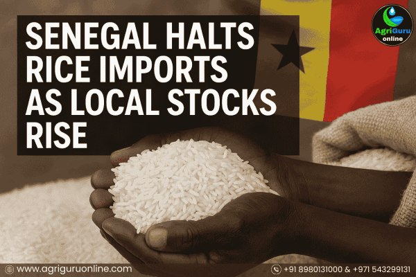 Senegal Halts Rice Imports as Local Stocks Rise