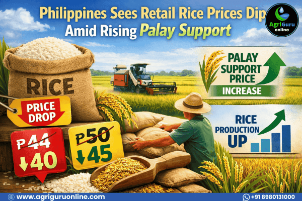 Philippines Sees Retail Rice Prices Dip Amid Rising Palay Support