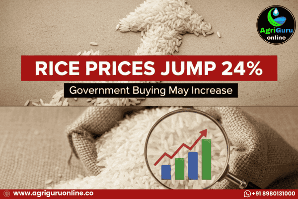 Rice Prices jump 24% as Government Buying May Increase