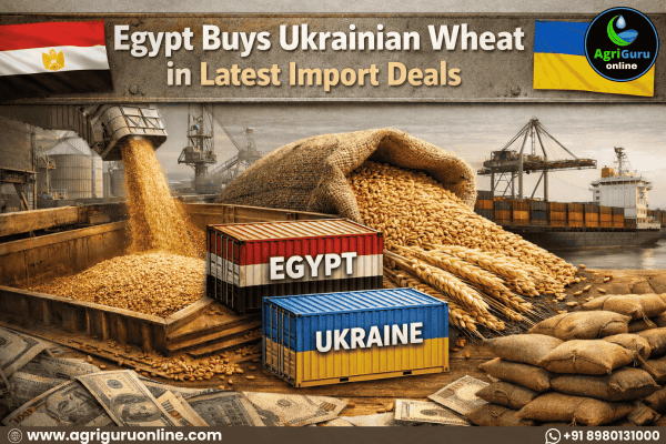 Egypt Buys Ukrainian Wheat in Latest Import Deals