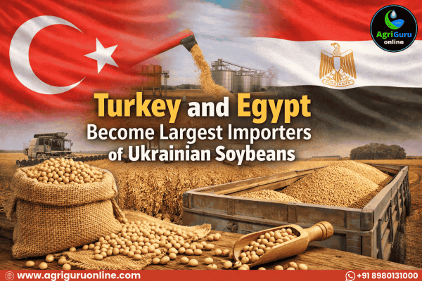 Turkey and Egypt Become Largest Importers of Ukrainian Soybeans